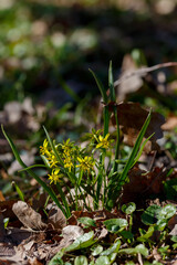 Goose onion , or Bird's onion ( lat. Gagea ) is a genus of herbaceous bulbous plants of the Liliaceae family ( Liliaceae )