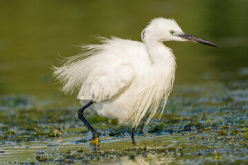 Nastroszona czapla nadobna łac. Egretta garzetta stojąca na tle wody. Fotografia z Delta Dunaju Rumunia