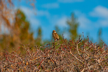 Sparrows in the Samarskaya Luka National Park!

