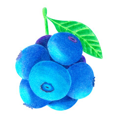 blueberries on a branch