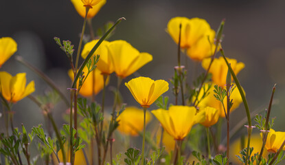 Close up view of California poppy flowers, selective focus.