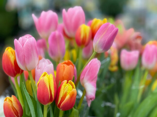 Colorful tulip flowers bouquet close up shot, Selective focus