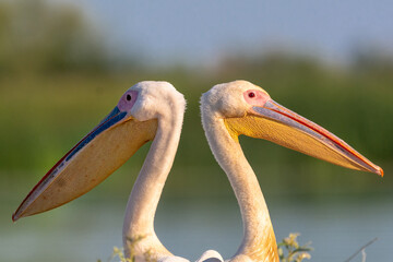 Portret dwóch pelikanów różowych łac. Pelecanus onocrotalus z zieloną rośłinnością i niebem w tle. Fotografia z Delta Dunaju Rumunia.