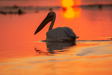 Pelikan różowy łac. Pelecanus onocrotalus pływający w wodzie o świetle wschodzącego słońca. Fotografia Delta Dunaju Rumunia.