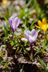 Beautiful flowers of crocuses. Crocuses is springtime early-flowering bulbs in spring garden