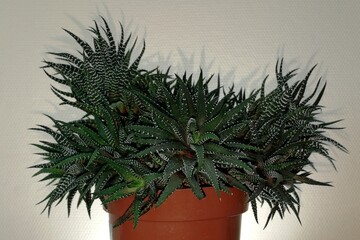 Large haworthia striped plant in a pot.