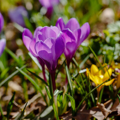 Beautiful flowers of crocuses. Crocuses is springtime early-flowering bulbs in spring garden