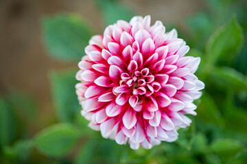 Close up of pink dahlia flower  details for background 