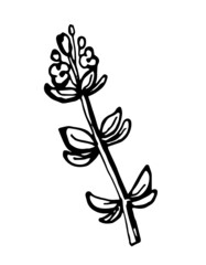 Hand drawn bunch of thyme branches isolated on white background