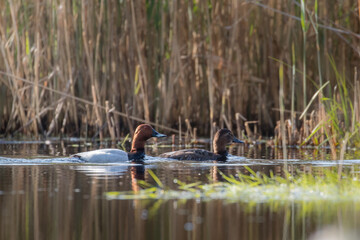 The common pochard, Aythya ferina, floats on the water in its natural habitat, a beautiful water bird swims calmly on the water, a high-pressure water bird, a bird under protection