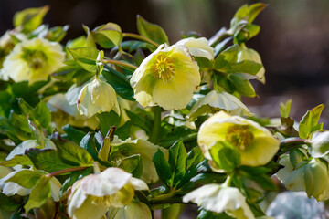 Helleborus orientalis flowered green blossoms in the garden in spring