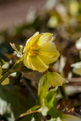 Helleborus orientalis flowered green blossoms in the garden in spring