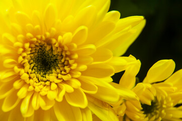 Close up of yellow dahlia flowers. Copy space concept