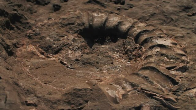 large stone ammonites extinct molluscs