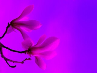 Fototapeta na wymiar Delicate pink magnolia flowers on blue background.