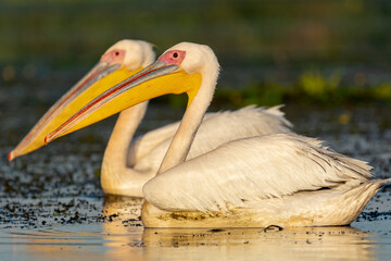Para pelikanów różowych łac. pelecanus onocrotalus płynąca po spokojnej wodzie. Fotografia z Delta Dunaju, Rumunia.