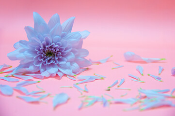 White flower petals on light pink color background. Valentine's, celebration and Mother's Day concept.