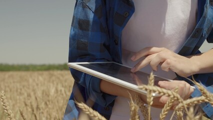 farming concept. farmer hand swipes across digital tablet display. Agriculture. touch with farmer hand ears wheat field. the concept of work growing wheat smart farm. harvesting field fresh grain.
