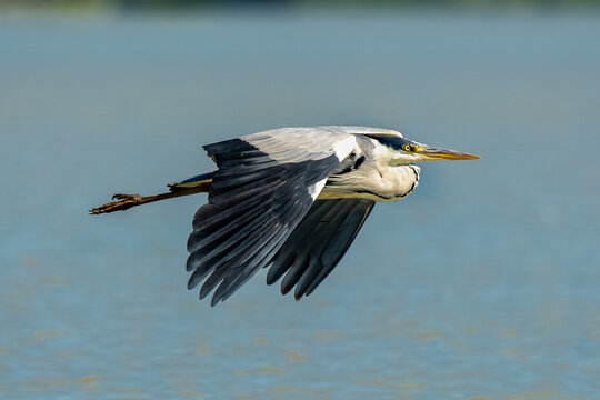 Czapla siwa łac. Ardea cinerea w locie z błękitnym wodnym tłem. Fotografia Delta Dunaju, Rumunia.
