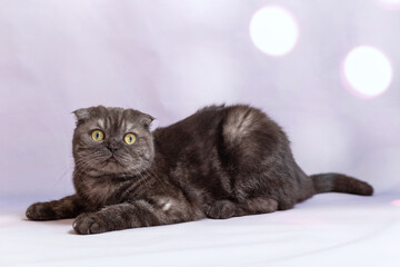 Portrait of a dark gray cat of the Scottish fold breed. A cat with yellow eyes lies calmly on a lilac background