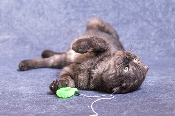 A dark gray cat of the Scottish fold breed is lying around, waving its paws and watching the toy with its eyes. Dark cat on a lilac background