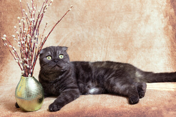 A dark cat of the Scottish fold breed lies next to willow branches with fluffy buds. The symbol of the spring holiday