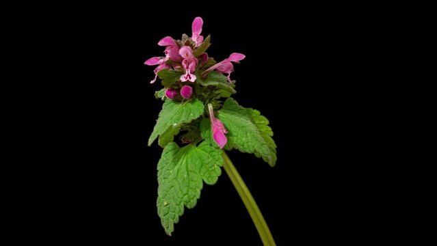 Purple Archangel blossom timelapse on black