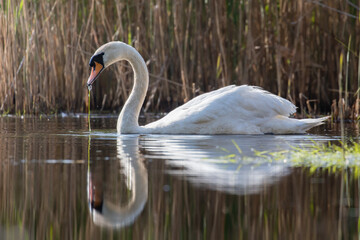 Mute swan, Cygnus olor, swims in its living environment - the natural habitat of the mute swan, a pond with thickets, the swan feels good here, a natural and wild refuge of a large white bird