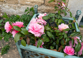 beautiful pink camellia japonica flowers blooming in spring