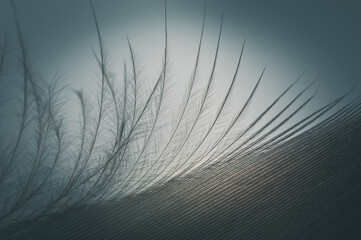 Close up of goose feather