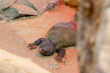 A view of a lizard lying on the sand.