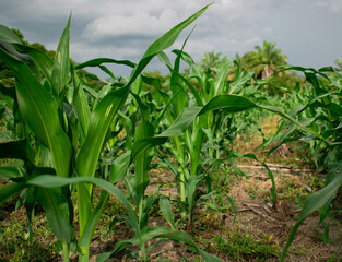 corn plant in perspective 