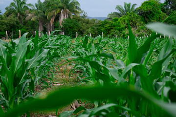 corn planting furrows