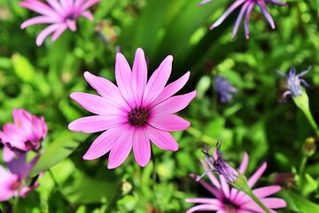 Obraz premium pink flowers in the garden