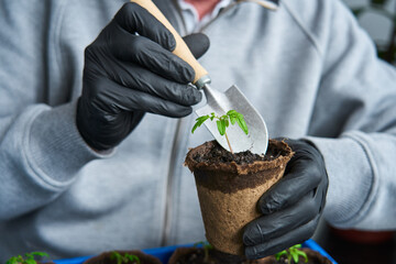 close-up of young seedlings of tomato in a peat pot for planting in the garden