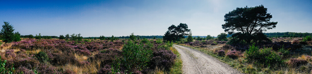 Fototapeta na wymiar Panorama of heathland with trees on a sunny day