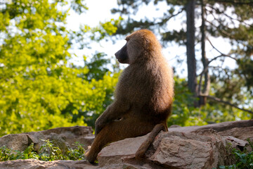 A baboon sits on the ground. A genus of primates in the family Marmosidae.