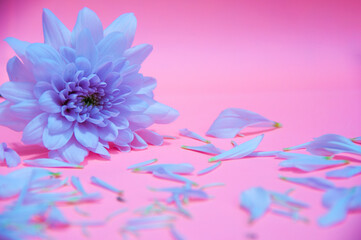 Obraz premium White flower petals on light pink color background. Valentine's, celebration and Mother's Day concept.