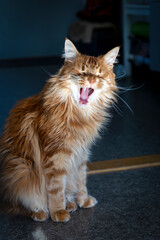 yawning redhead maine coon