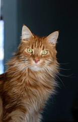portrait of big furry ginger maine coon cat with long whiskers and big eyes