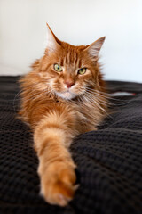 portrait of big furry ginger maine coon cat with long whiskers and big eyes