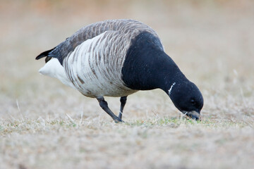 Brent goose (Branta bernicla) foraging at Jones State Park, Long Island New York