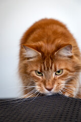 Hunting portrait of redhead maine coon