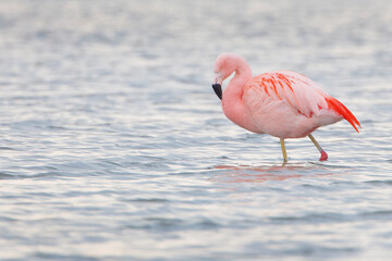 Chilean Flamingo (Phoenicopterus chilensis) foraging in lake, the Netherlands