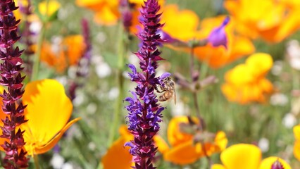 flowers and bee in the garden