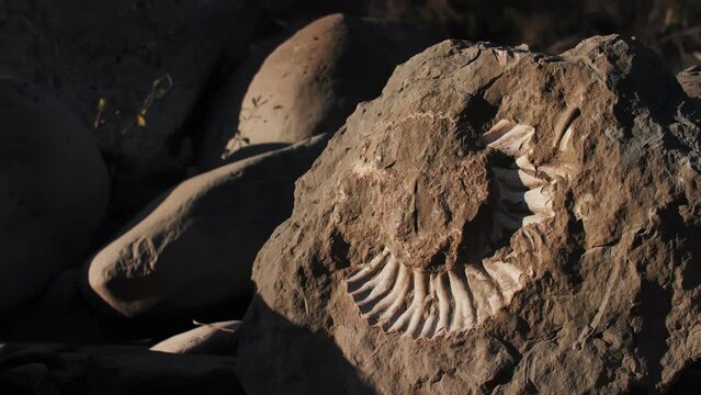 large stone ammonites extinct molluscs