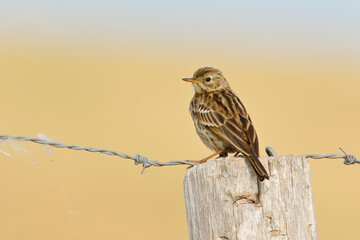 Meadow Pipit (Anthus pratensis) on pole fence against clean background, the Netherlands