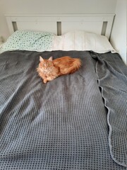 Big furry ginger maine coon cat lying in the big bed