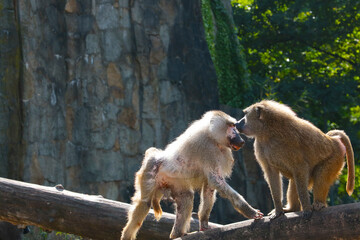 Close up of baboons on a tree.
