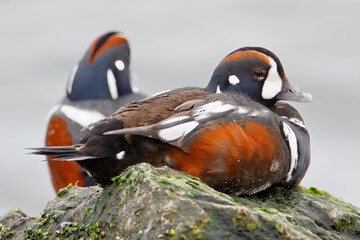 Harlequin Duck (Histrionicus histrionicus) male on rock, Barnegat Jetty, New Jersey